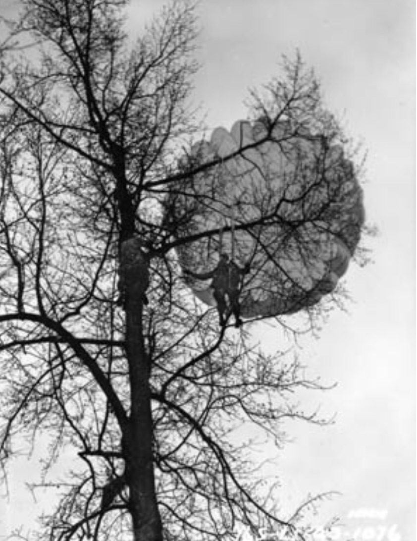 A WW2 paratrooper climbs a tree to help cut a fellow soldier out of his parachute 